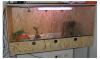 B.C. Imperator incl. Terrarium /  Boa Constrictor