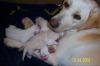 SÜSSE LABRADOR WELPEN,  EMMA HAT WUNDERSCHÖNE LABBI BABYS ZUR WELT GEBRACHT, 