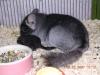 Suche einige Chinchilla Weibchen in Schoko,  Pink-White,  Afro-Violett