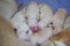 Labrador Welpen,  Blond, 
