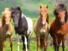 Reiterferien im Allgäu