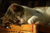 2 süße gescheckte Hauskatzen,  1 Jahr weibl,  zu verschenken