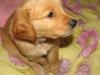 gesunder golden Retriever-Welpe für ein gutes Haus