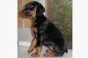 Dobermannwelpen Schwarz/ Rot