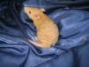 Rattenwelpen der Bluenightrattery suchen noche ein Zuhause