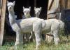 alpakahof hunsrück - Alpaka-Herdbuchzucht in Rheinland-Pfalz