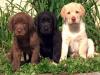 suche **Labrador(retriever) Welpe mädchen**