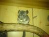 Wer gibt süßen,  zamen Chinchillas ein schönes zuhause?