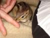junges Chipmunk - Backenhörnchen abzugeben