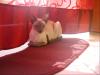 Siam / OKH Deckkater gesucht Raum67661