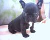 Fanzösisch Bulldog Welpen,  wir bekommen in den Tagen