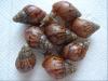 8 ACHATSCHNECKEN