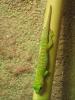 0.0.1 Phelsuma Grandis (High Red) von 02/ 2008