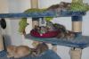 noch zwei zauberhafte Kitten suchen ein Zuhause