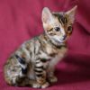 Wunderschöne,  reinrassige Bengal Kitten