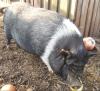 Mini-Schwein /  Hängebauchschwein