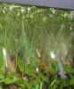 tolle Schwimmpflanzen auch Tausch und Versand
