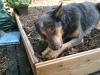 Australian Cattle Dog Hündin sucht Pflegestelle,  3 Jahre,  nicht überdreht!