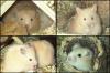Süsse Teddyhamster in liebevolle Hände
