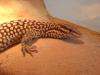 Varanus acanthurus Pärchen