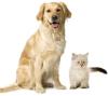 Liebevolle Tierbetreuung von Hund und Katze