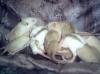 Rattenbabys in Siam,  Triam und Velveteen