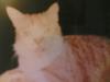 Kater Moritz