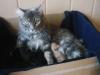 Maine Coon Kitten ab 31.05.08 zu vergeben