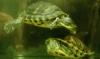 Suche junge Clemmys guttata  Tropfenschildkröte