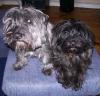 Zwei Cairn Terrier Edel-Mix