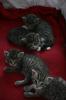 katzenbabies suchen liebevolles zuhause