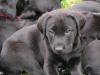 Labrador-Welpen