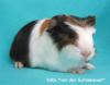Rassemeerschweinchen,  gesund & munter direkt von der Züchterin