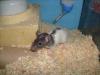Ratten,  7 Wo. alt,  Notfalltiere aus schlechter Haltung, 