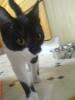 Katze verschwunden,  wir brauchen Ihre Hilfe