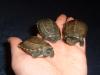 Chinesische Dreikielschildkröten NZ 2007
