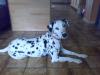 2 Jahre alte Dalmatienerhündin, 
