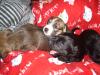 Havanese - Jackrussel Mix welpen