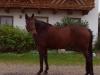 Aline sucht eine Reitbeteiligung