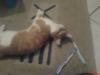 1 1/ 2 jähriger kater