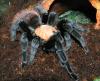 Brachypelma ruhnaui, selten und groß