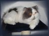 Perser Kater Blau Weiß Harlekin