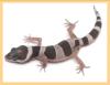 0, 2 Mack Snow het Tremper poss. Giant