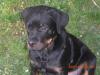 kupierter rottweilerwelpe 4 monate zu verkaufen
