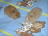 Verkaufe 6 wochen alte Teddywidder