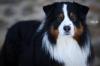 Deckrüde Australian Shepherd black tri