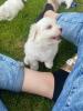 Coton de Tulear Welpen mit eingetragenen papieren aus seriöser Zucht