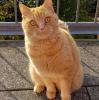 Suche Britisch Kurzhaar Kater rot