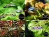 Endler,  Guppy,  reinerbig,  ab 1, 50€ (Versand/  Abholung)
