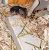 Babyhamster,  Dsungarische,  5 Wochen alt,  sehr lieb